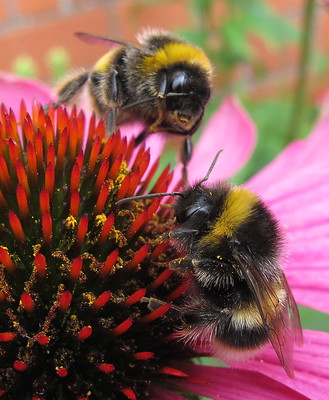Two bees pollinating a flower.